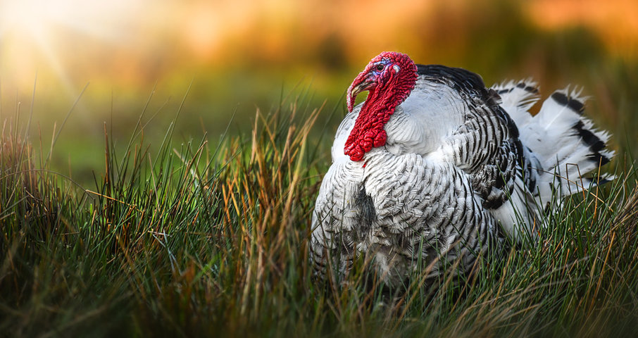 Turkey in field