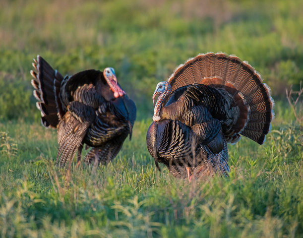 Two turkeys in field